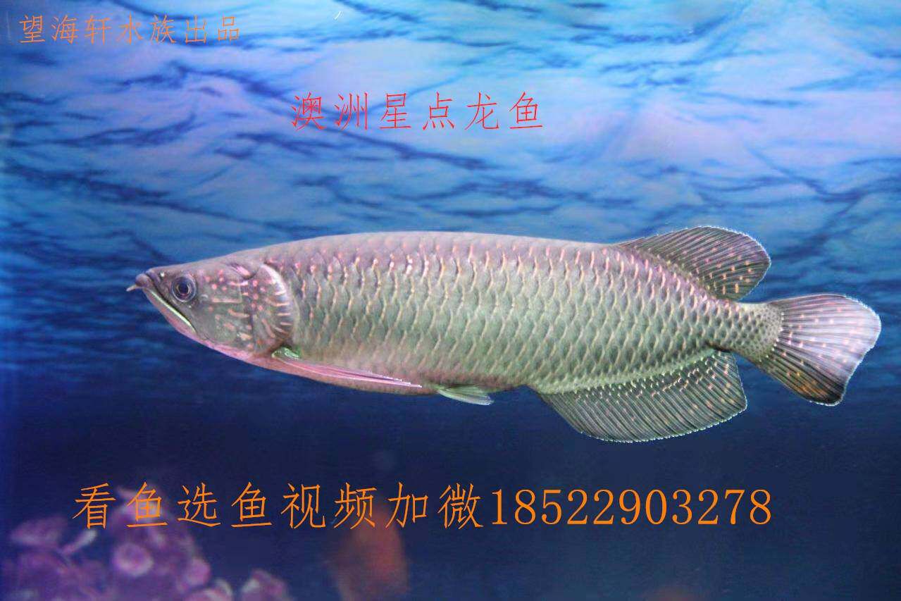 澳洲星点金龙鱼活体金龙红龙新手练手龙鱼大型淡水热带观赏鱼包邮