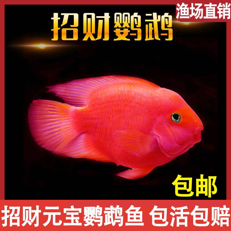 红鹦鹉鱼活鱼热带观赏鱼元宝鹦鹉鱼小鱼苗财神鹦鹉鱼起头血鹦鹉鱼图片