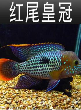 红尾型皇冠鱼活体玉面皇冠鱼寿星鱼蓝面PYK财神中大鱼热老带观赏