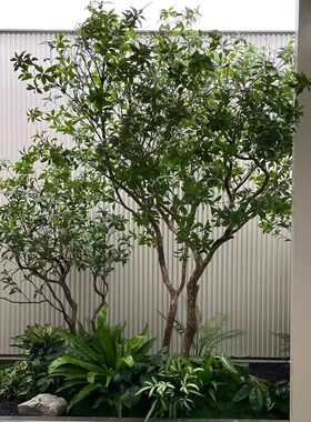 高端仿真马醉木橱窗造景植物室内仿生绿植装饰树大型假树简约景观