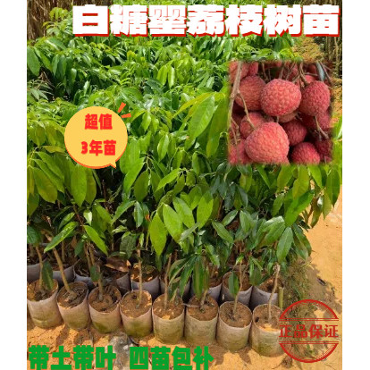 白糖罂荔荔枝树苗嫁接3年苗包邮带营养杯带叶可盆栽包邮三年苗正