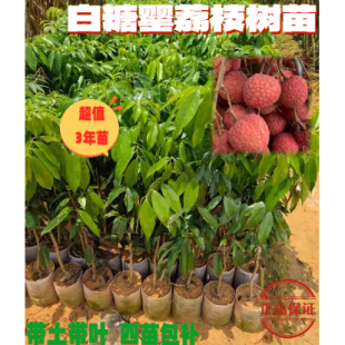 白糖罂荔荔枝树苗嫁接3年苗包邮带营养杯带叶可盆栽包邮三年苗正