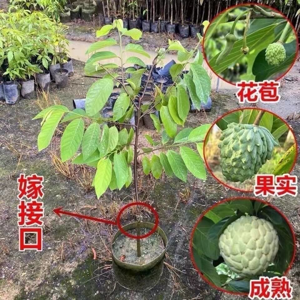 释迦果树苗台湾番荔枝苗嫁接当年结果南方地栽盆栽果树苗带土带叶