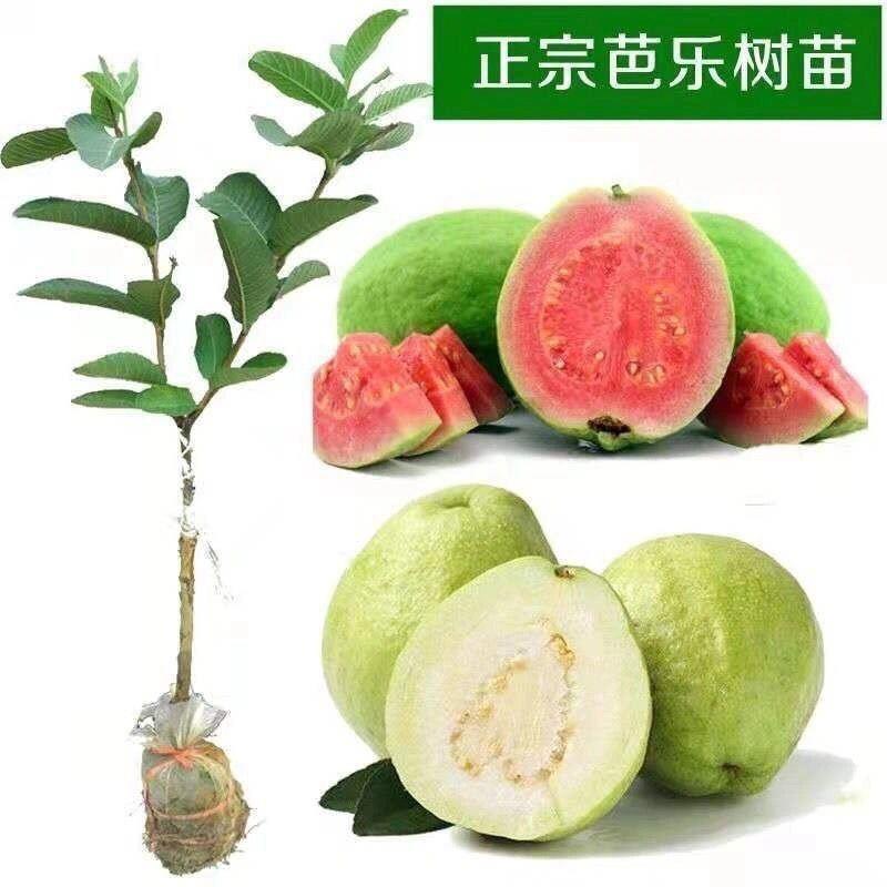 珍珠番石榴树果苗红心帝王芭乐树苗四季结果嫁接果树果苗当年结果