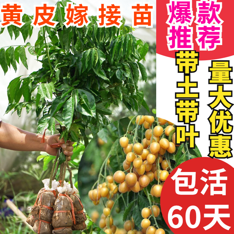 黄皮苗树嫁接贵妃黄皮果苗无核香蜜黑金刚紫肉鸡心黄皮树苗带土