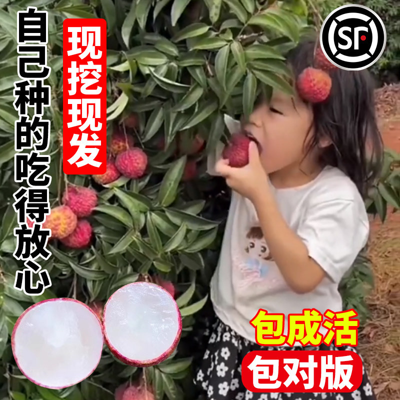 荔枝树苖无核桂味果树盆栽嫁接苗庭院水果树苗糯米糍果苗当年结果