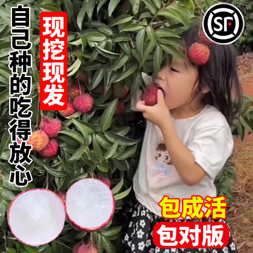 荔枝树苖无核桂味果树盆栽嫁接苗庭院水果树苗糯米糍果苗当年结果