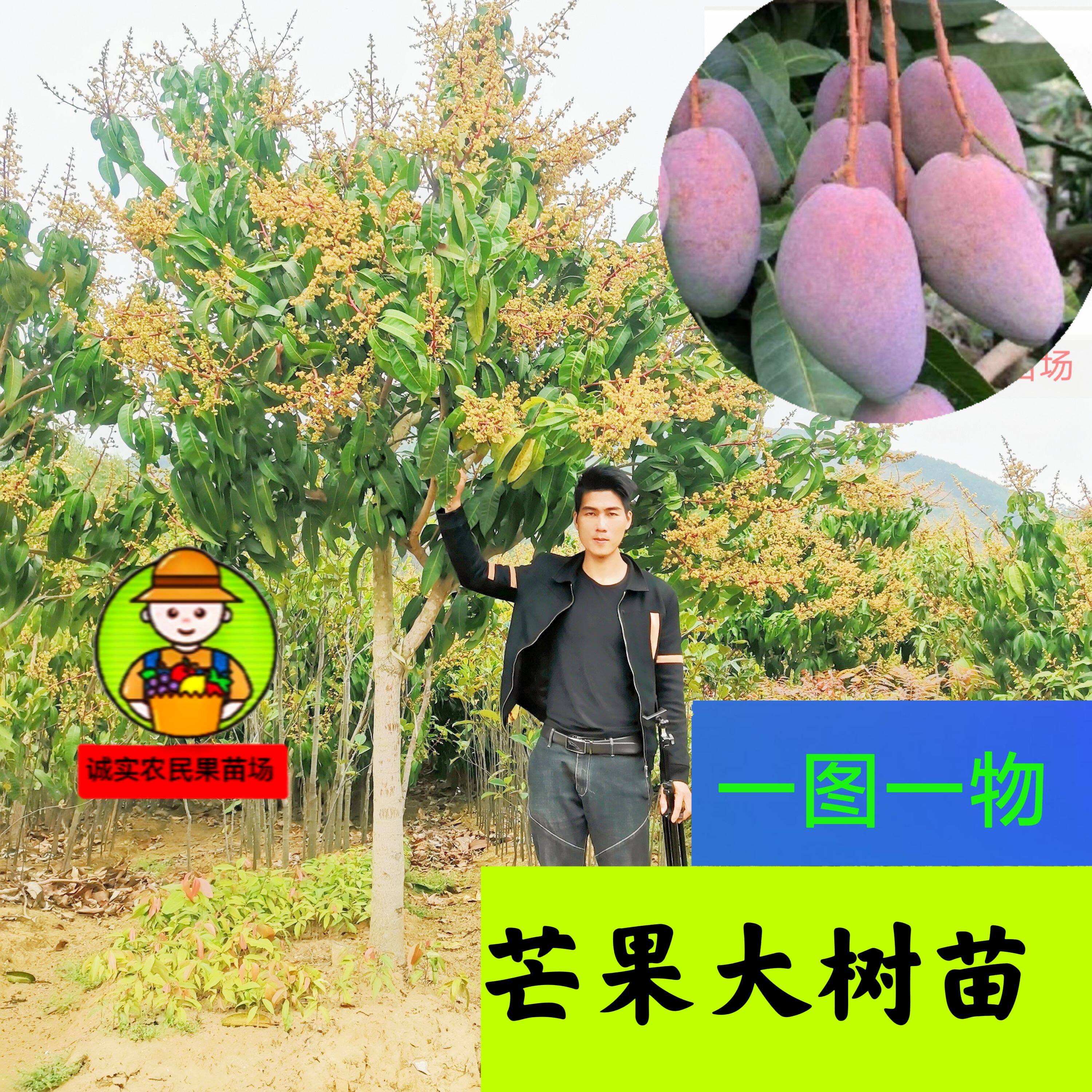 芒果树苗桂七台农红贵妃嫁接盆栽四季结果澳洲金煌纯甜包活新品种