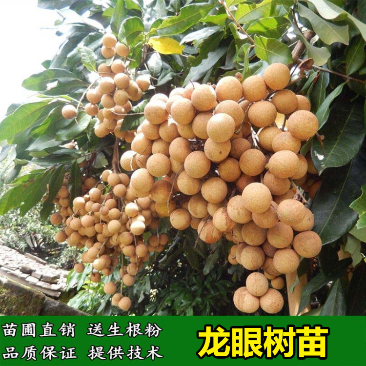 龙眼苗石硖储良双季桂圆四季龙眼果树苗盆栽地栽南方种植