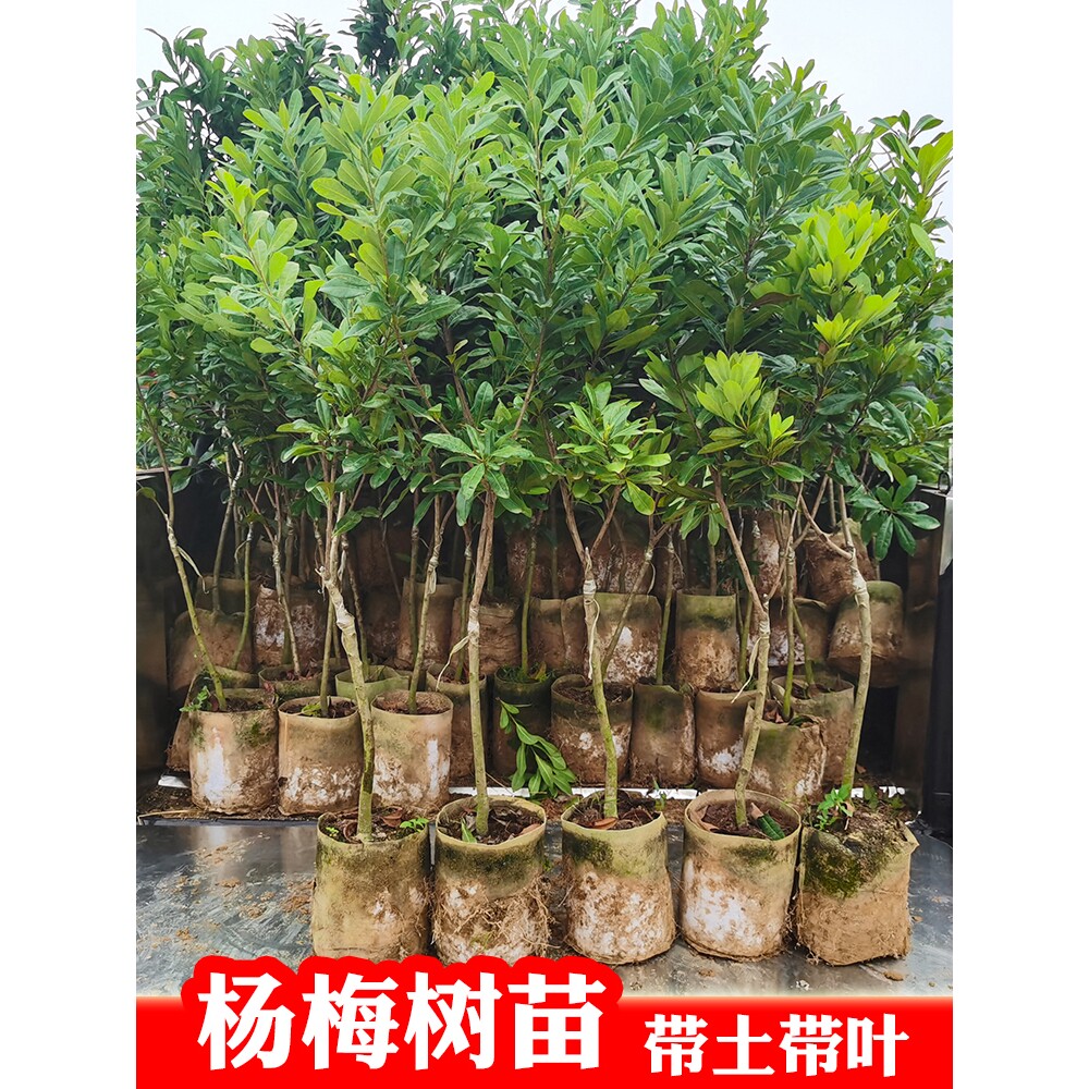 杨梅树苗嫁接东魁杨梅树苗六月杨梅迟熟早熟带叶带土发货