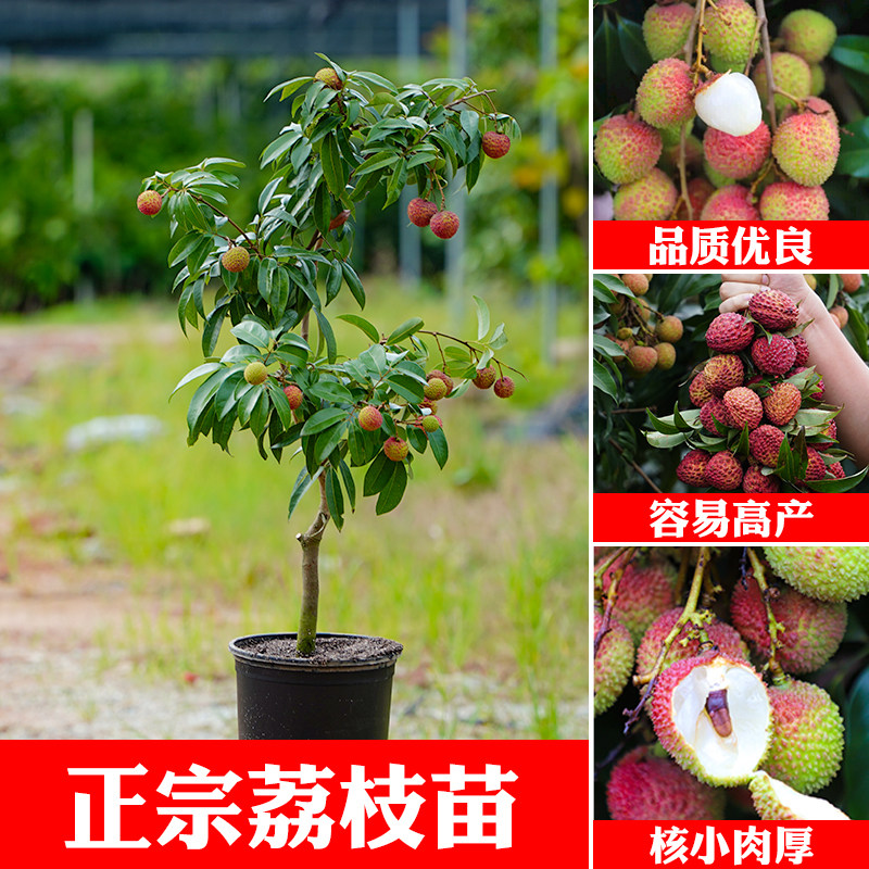 荔枝树苗妃子笑无核A4嫁接果树苗桂味糯米糍白糖罂鸡嘴荔三月红
