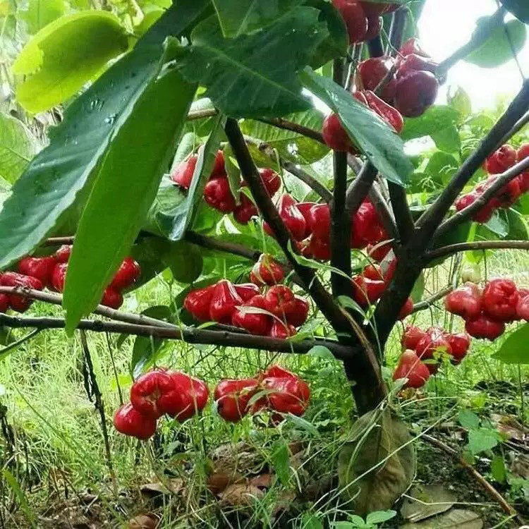 黑金刚莲雾果树苗大叶红台湾莲雾嫁接苗南方北方盆栽地栽当年结果