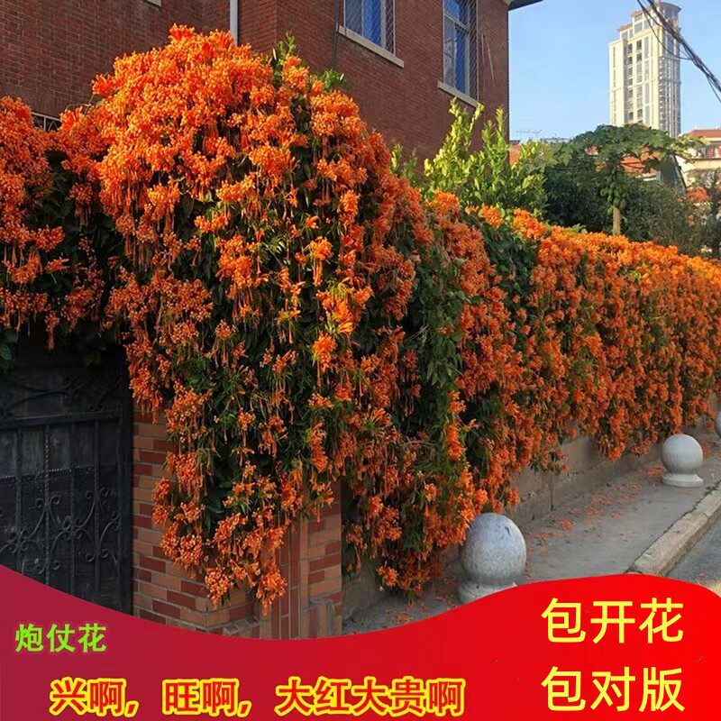 【带原土原袋】炮仗花苗爬藤植物长藤鞭炮花卉四季绿植盆栽凌霄花