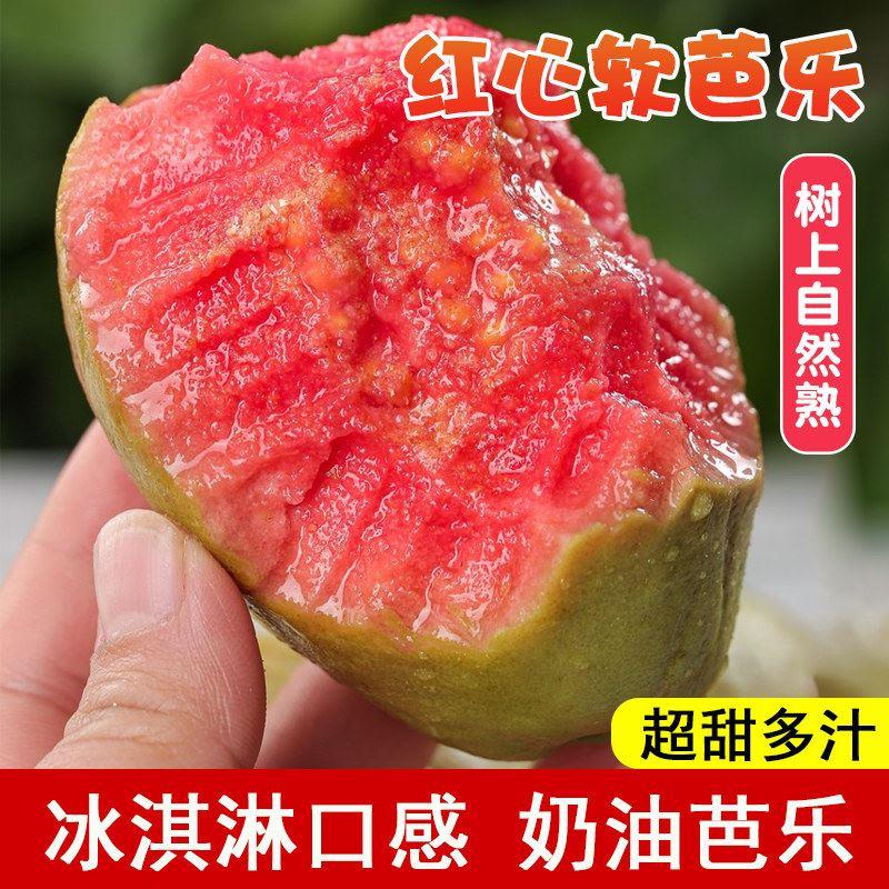 番石榴树果苗嫁接苗芭乐树苗西瓜红心番石榴树苗盆栽地栽南方果苗