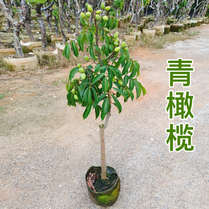 青橄榄树树树潮汕甜橄榄嫁接树正宗金玉三捻果树乌橄榄果树树地栽