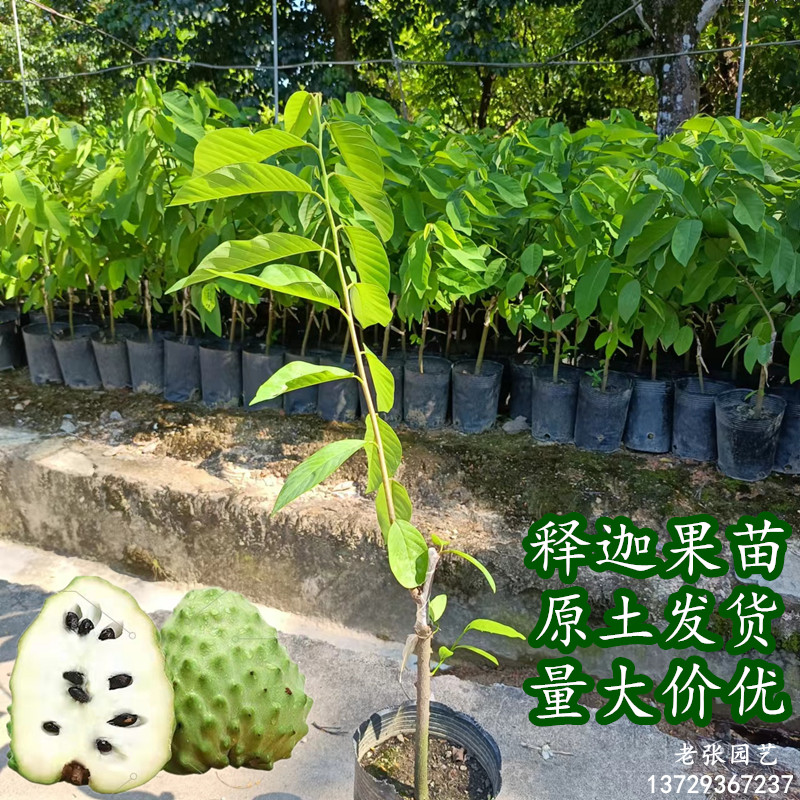 林檎树苗台湾凤梨释迦果苗树嫁接番鬼荔枝树南方种植带泥盆栽庭院图片