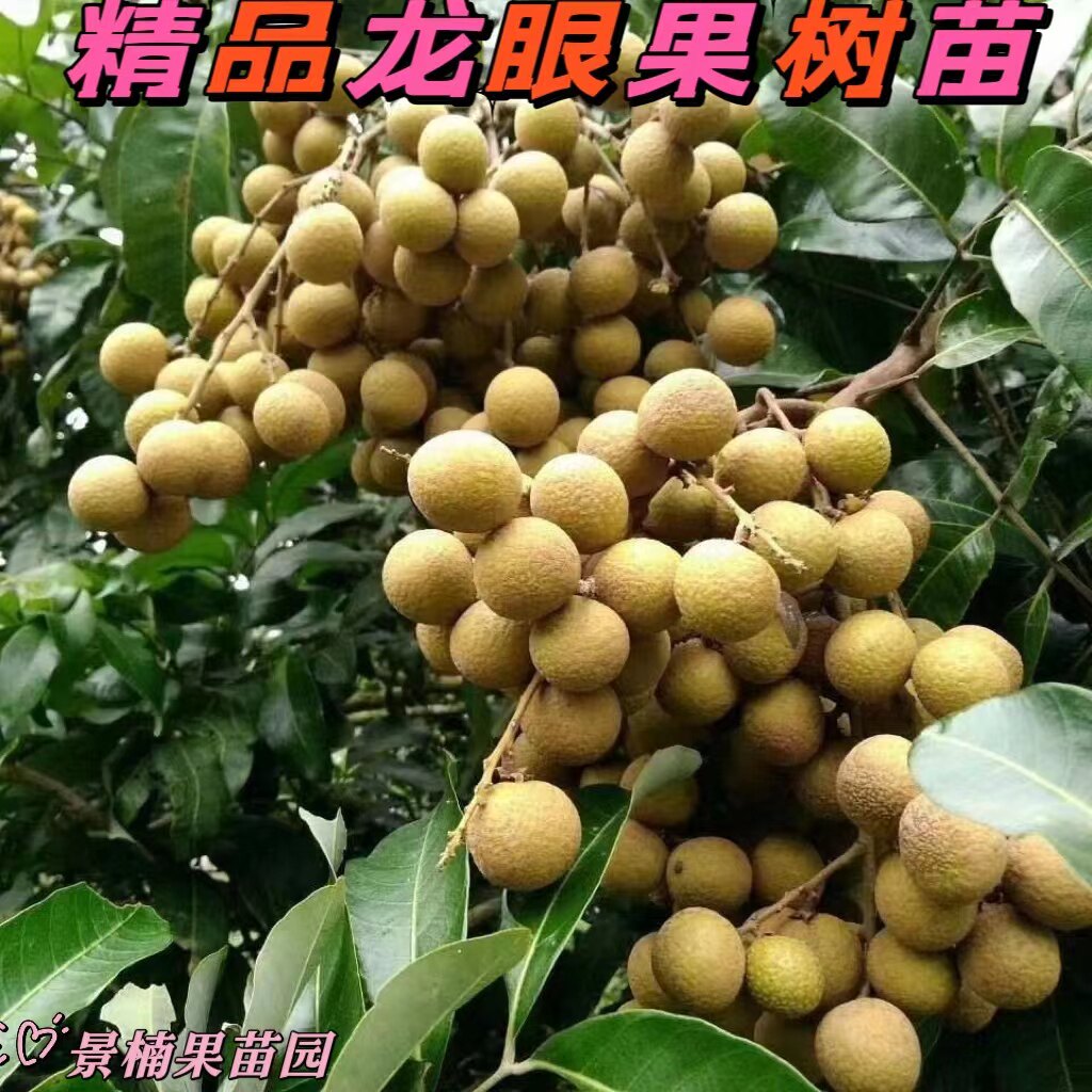 广东嫁接特大石硖储良龙眼树苗四季桂圆树苗庭院盆栽地栽当年结果