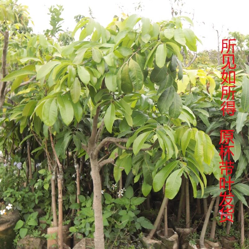 惠州石峡龙眼树苗嫁接盆栽当年结果庭院大苗储良四季龙眼苗实物图