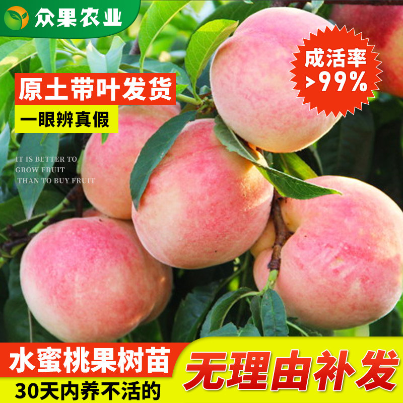 桃树果苗水蜜桃苗特大嫁接桃苗带土南北方地栽庭院果树苗盆栽种植
