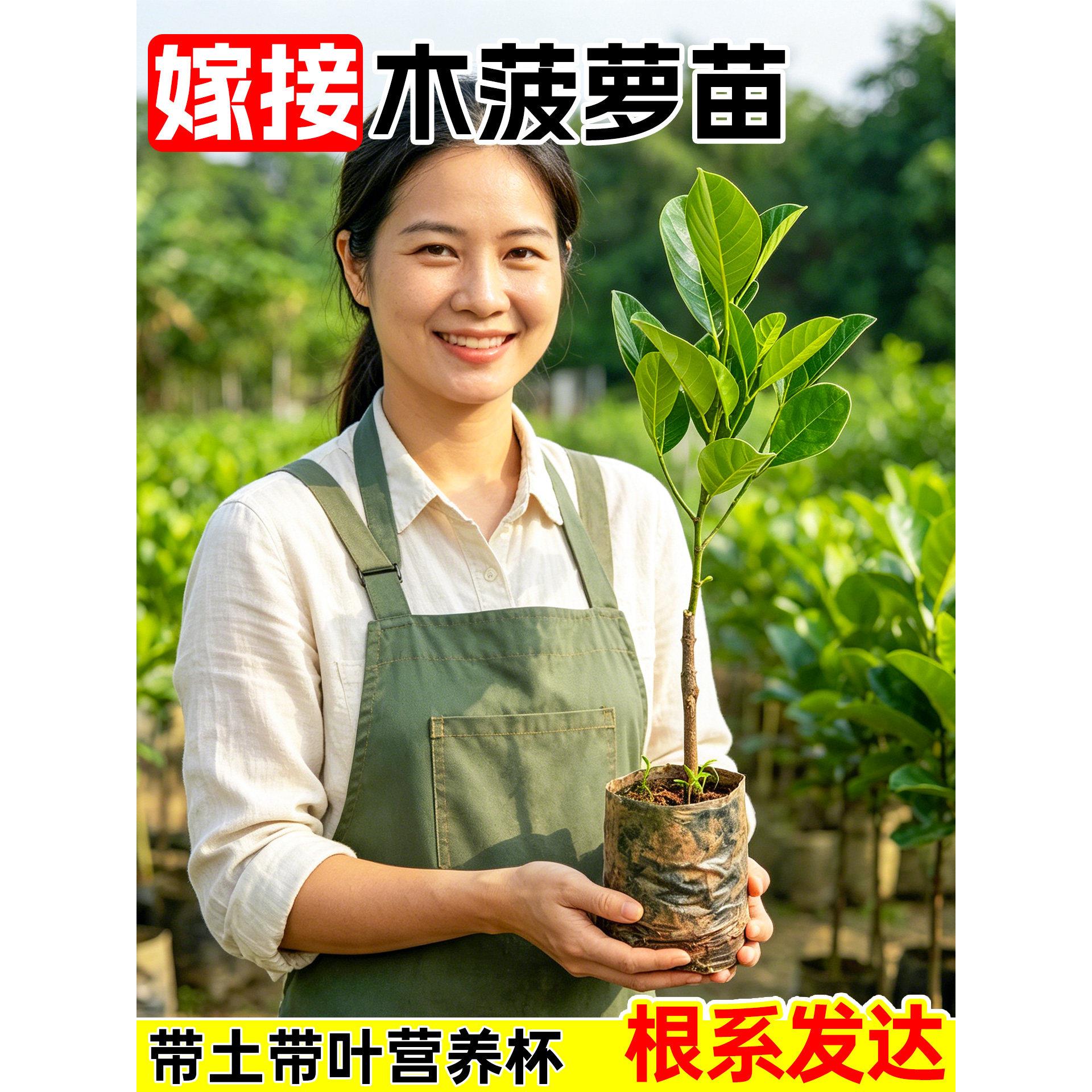 木菠萝苗泰国8号菠萝蜜树苗12号红肉四季黄肉榴莲蜜南方地栽盆栽