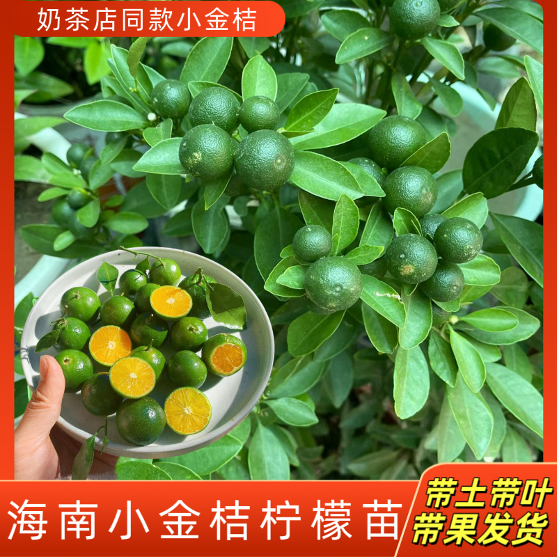 海南小青桔小青柠树苗金桔树盆栽可食用柠檬树树苗四季结果盆栽