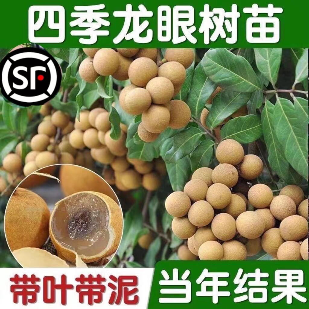 龙眼树苗桂圆苗嫁接苗石硖龙眼储良龙眼四季可种南方果苗地栽庭院