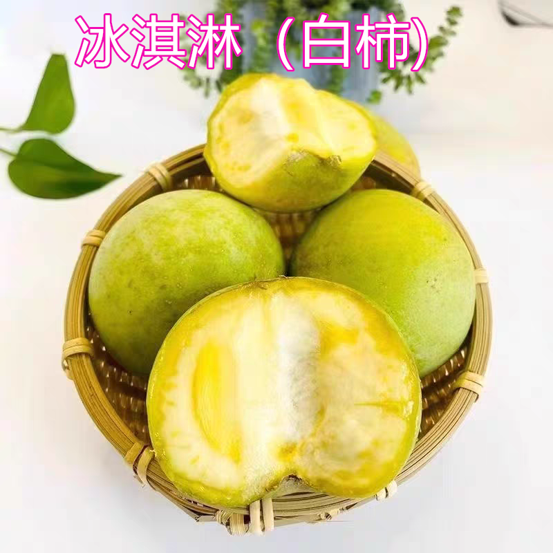 冰淇淋柿子苗状元红白柿子苗巧克力布丁黑柿太秋红柿树苗14年老店