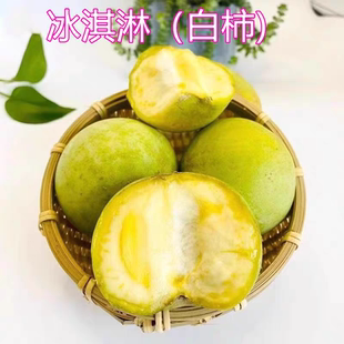 冰淇淋柿子苗状元红白柿子苗巧克力布丁黑柿太秋红柿树苗14年老店