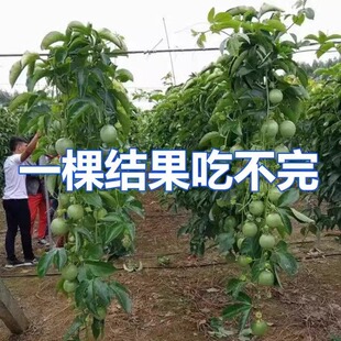 【四季结果】9号黄金百香果苗嫁接苗大苗台农紫蜜香树庭院爬藤钦