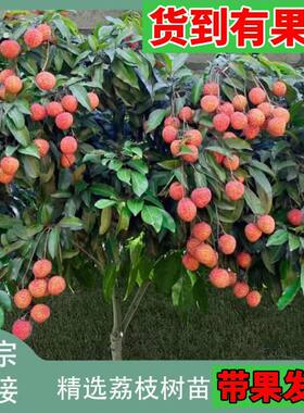 带果发货荔枝王无核荔枝新品种高仙进奉果树高压荔枝苗树圈枝大苗
