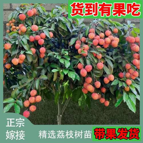 带果发货荔枝王无核荔枝新品种高仙进奉果树高压荔枝苗树圈枝大苗