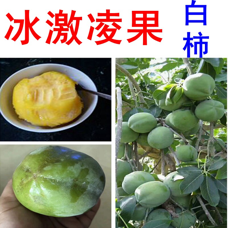 白新款柿树冰淇淋香肉果苗墨西哥苹果南北方树苗庭院种植常绿包邮