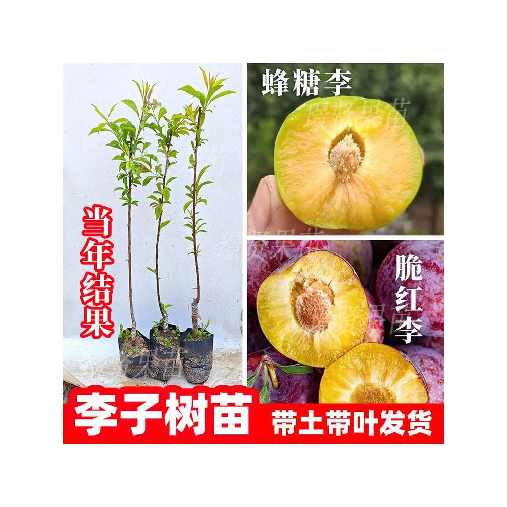 广东正宗钱排银妃三华李子树苗蜂糖李脆红嫁接真苗当年结果带土叶