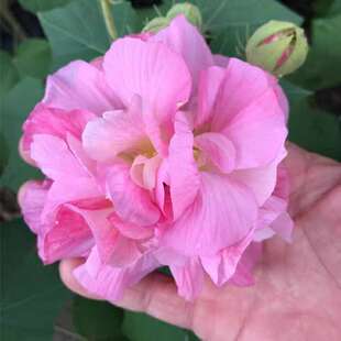 三醉芙蓉花苗 变色拒霜花 重瓣木芙蓉花盆栽带花苞耐寒室外阳台