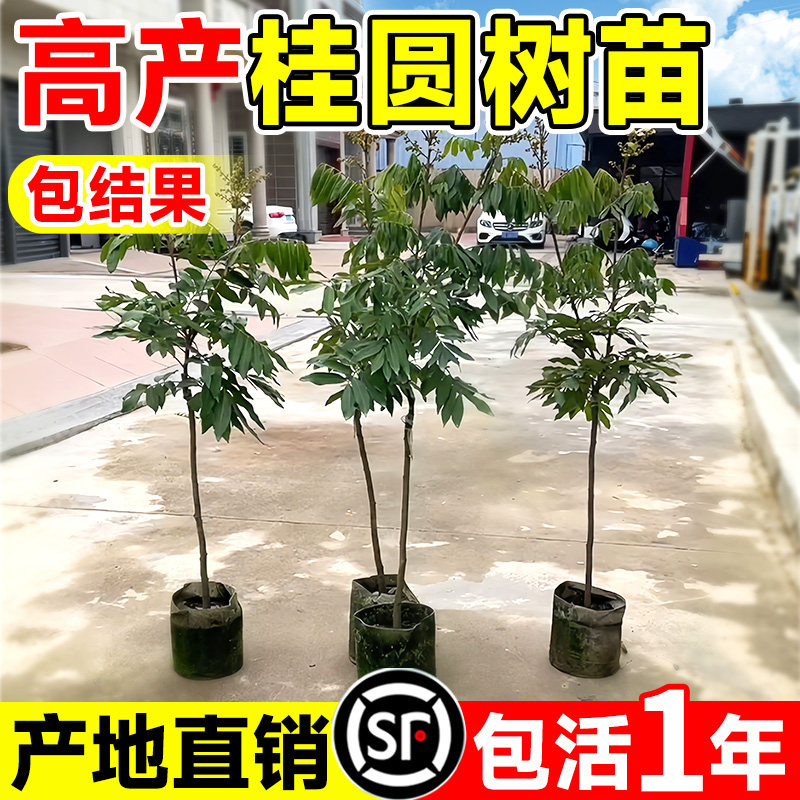 桂圆树苗龙眼树苗大苗嫁接苗果苗储良四季老桩矮化石峡龙眼树小苗