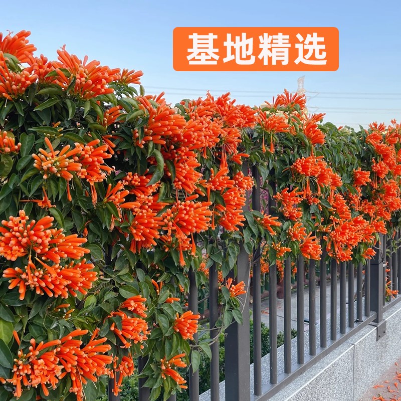 凌霄花苗爬藤植物庭院开花耐寒耐热炮仗花苗阳台庭院花植物凌霄花