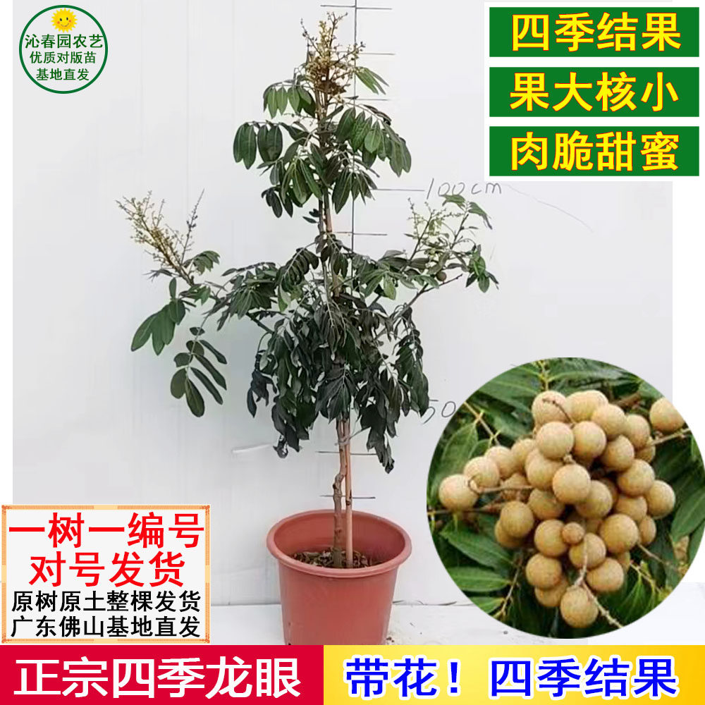 新品四季龙眼果树苗桂圆果四季开花结果盆栽地栽阳台庭院楼顶适合