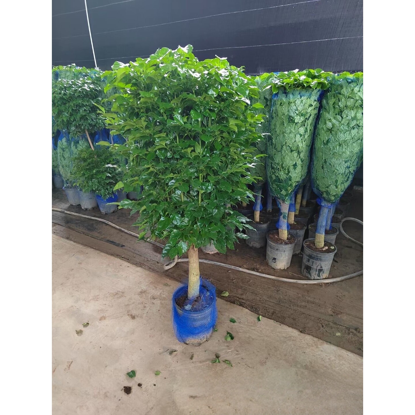 幸福树盆栽办公室客厅大型绿植盆景平安树驱蚊植物开业乔迁花卉