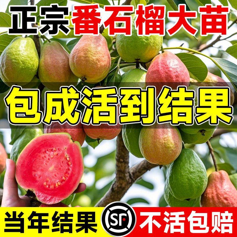番石榴树苗芭乐红心果树果苗嫁接南北方种植庭院盆栽地栽四季果树