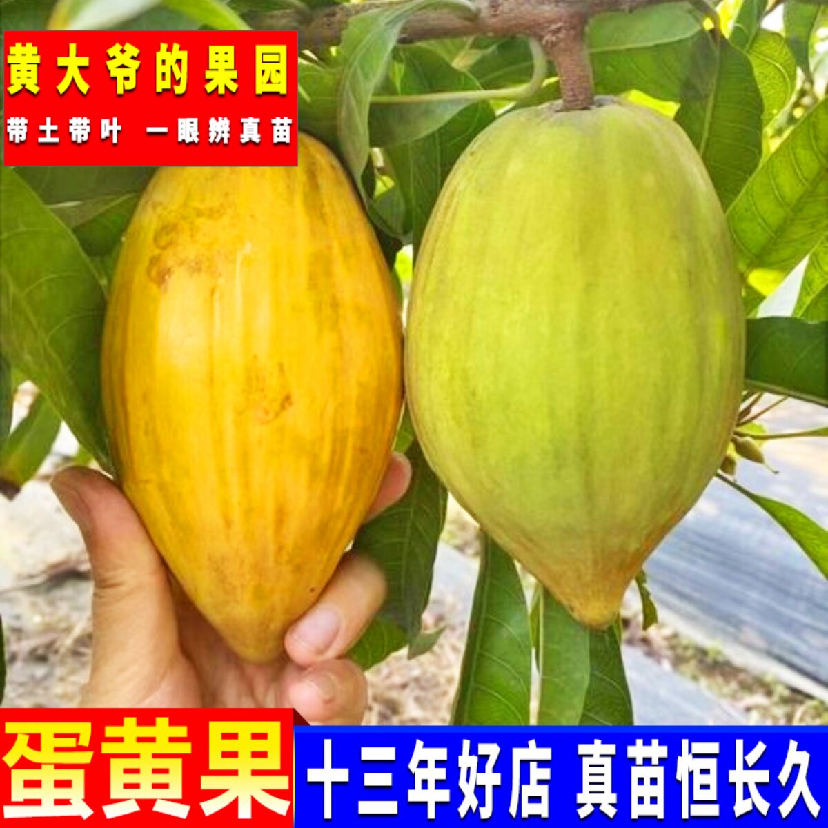 正宗鸡蛋果树苗蛋黄果树苗名贵仙桃水果树苗盆栽地栽带土带叶发货