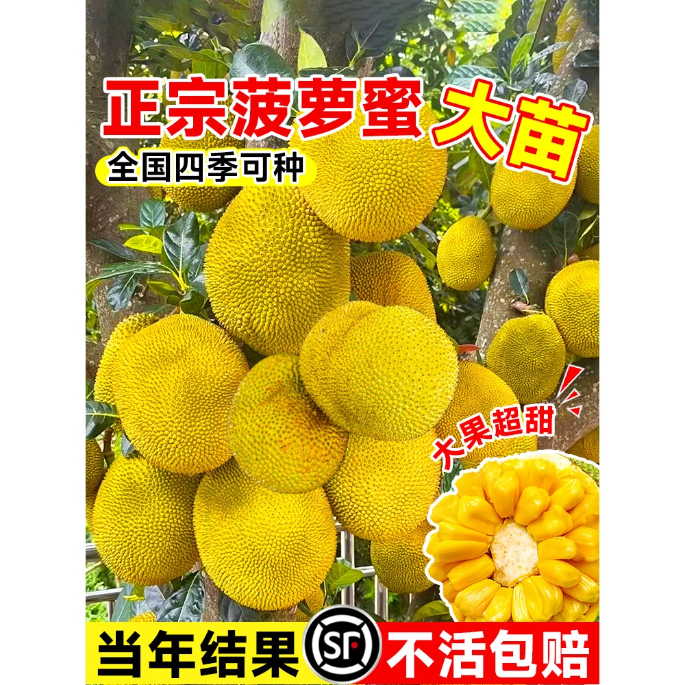 菠萝蜜树树苗嫁接果树果苗四季水果苗室内外庭院盆栽种苗耐寒榴莲