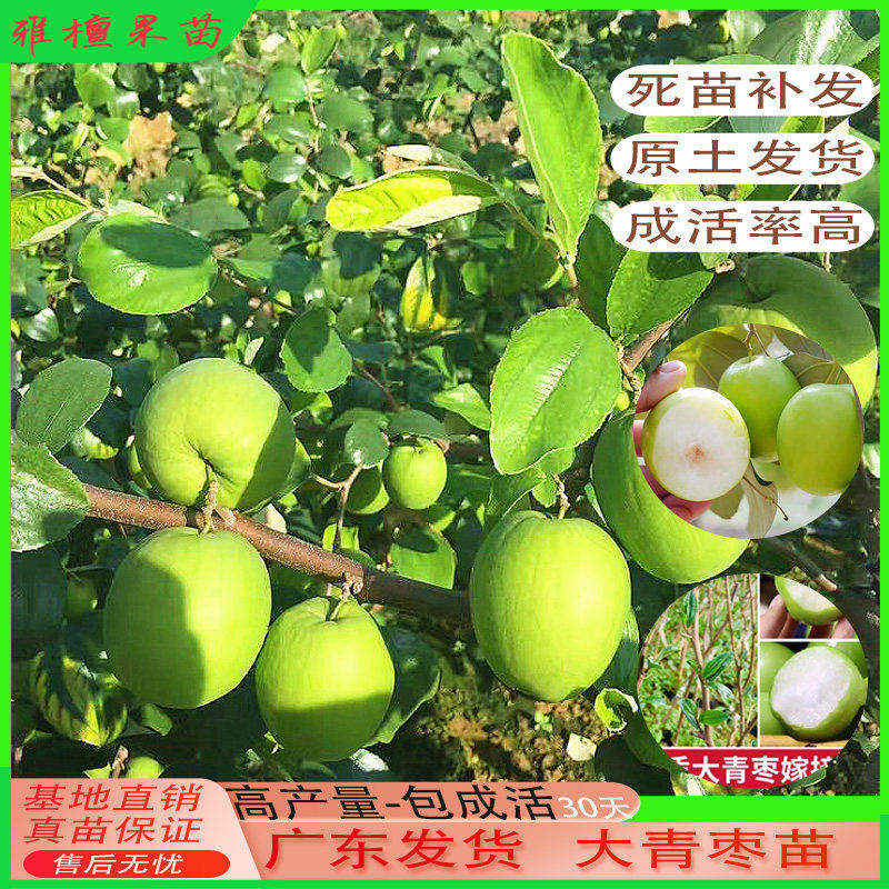 台湾大青枣树苗嫁接苗牛奶枣苹果枣特大南方盆栽甜脆南北方种植地