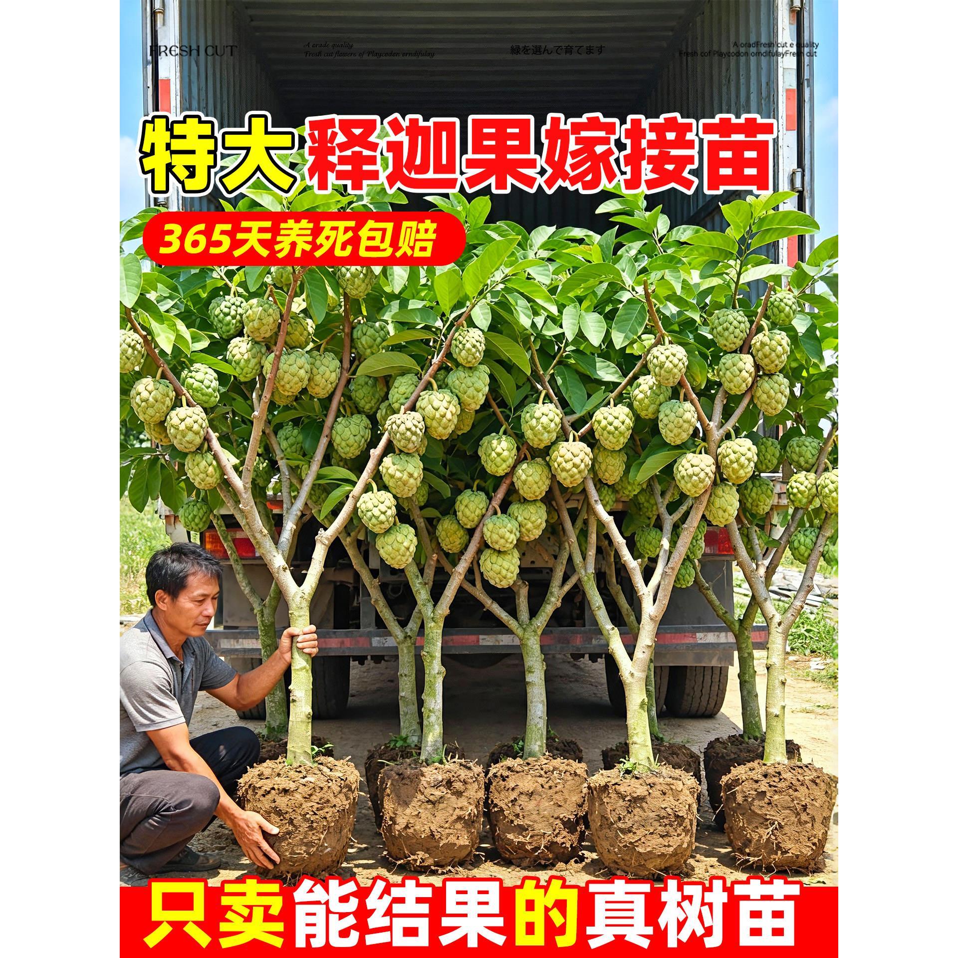 释迦果苗树特大号凤梨释迦嫁接果树果苗大果榴莲庭院南方盆栽地栽