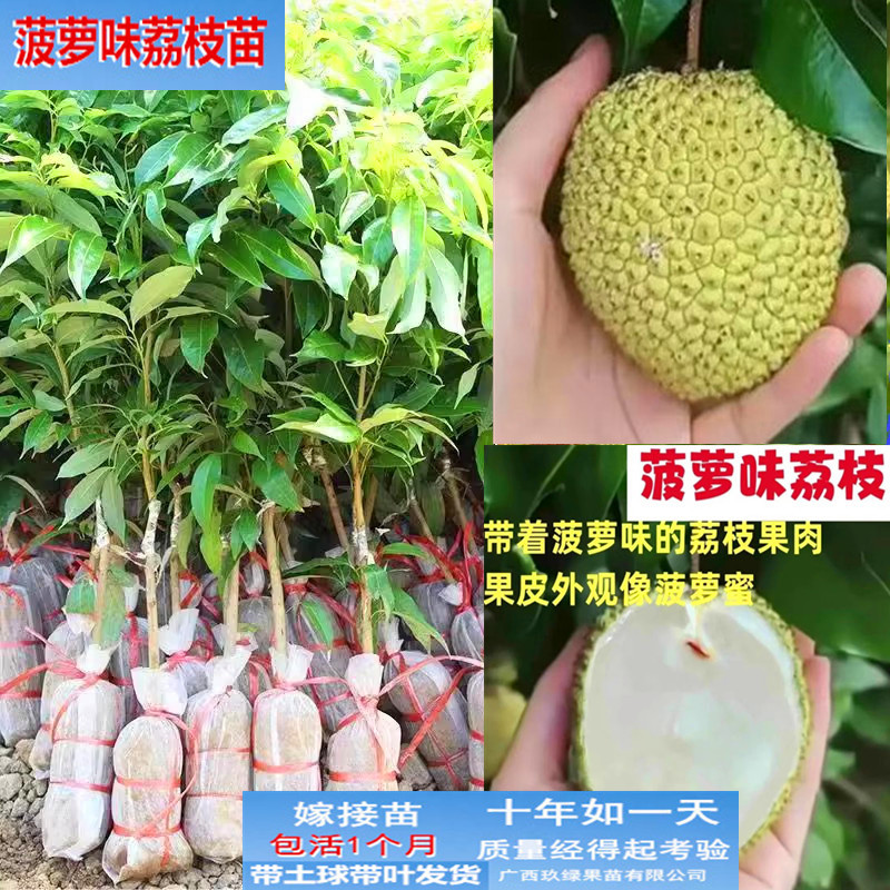 马贵荔枝苗菠萝味荔枝树苗菠萝蜜树苗盆栽木瓜耀堂仙桃苗芒果苗