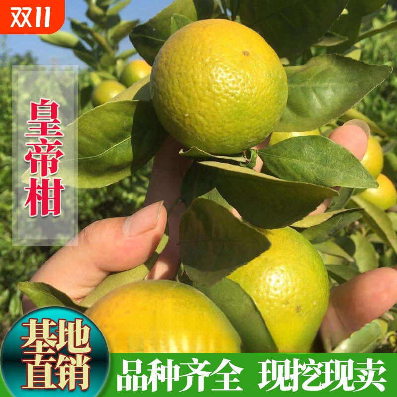 正宗广西皇帝柑橘树苗薄皮柑橘嫁接砂糖橘贡柑无籽蜜桔苗庭院种植