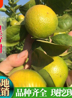 正宗广西皇帝柑橘树苗薄皮柑橘嫁接砂糖橘贡柑无籽蜜桔苗庭院种植