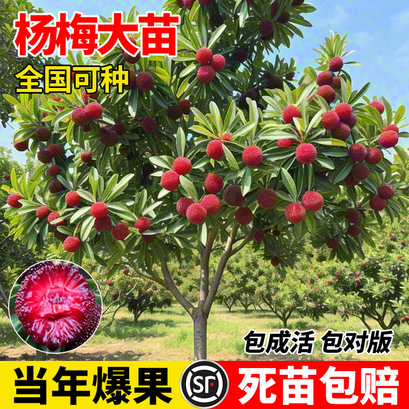 正宗东魁特大杨梅树东魁杨梅苗嫁接苗当年结果南北方种植果树果苗