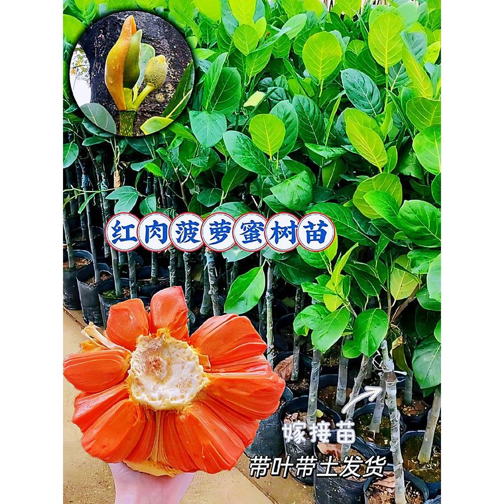 印尼红肉菠萝蜜树苗栽嫁接干苞黄肉菠萝蜜苗盆栽地四季木菠萝蜜苗