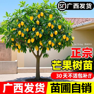 芒果树果苗带果金煌芒四季芒特大嫁接树苗庭院盆栽地栽南北方种植
