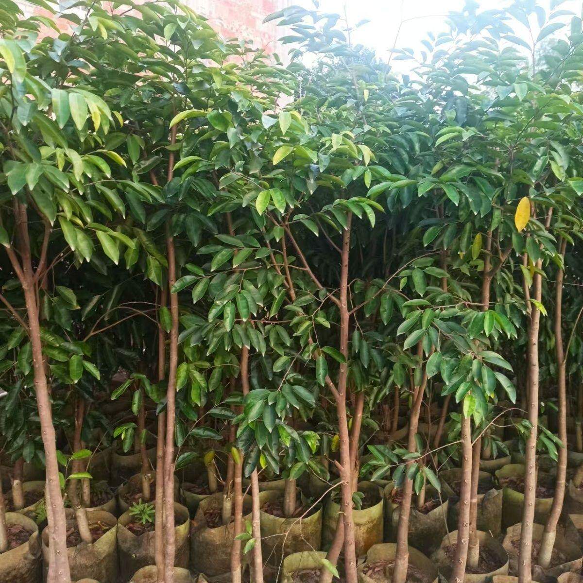 正宗奇楠沉香树苗名贵庭院绿化原土实生嫁接自然结香树苗沉香树苗